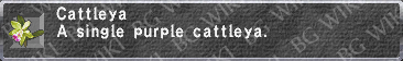 Cattleya description.png