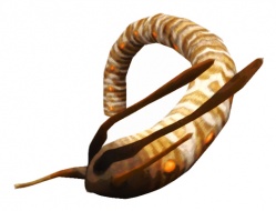 Category-Worm.jpg