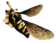 Category-Bee.jpg