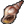 Trumpet Shell icon.png