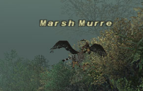 File:Marsh Murre.jpg