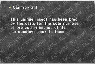 Clairvoy ant