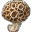 File:Sobbing Fungus icon.png