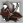 Nvrch. Tricorne +1 icon.png