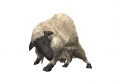 Sheep 1.png