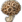 Sobbing Fungus icon.png