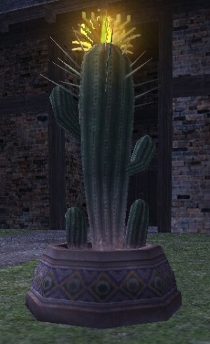 Amigo cactus appearance.jpg