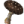 Woozyshroom icon.png