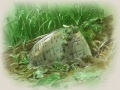 Thumbnail for version as of 10:38, 7 May 2009
