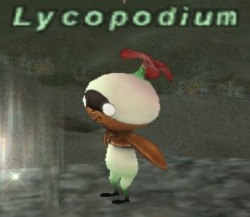 Lycopodium (NPC).jpg